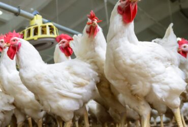 Poultry Feed Ingredients | Feed Additives in Animal Nutrition