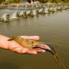 Why You Should Construct a Shrimp Farm - Shrimp Farming