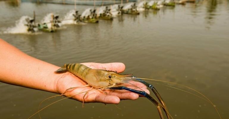 Why You Should Construct a Shrimp Farm - Shrimp Farming