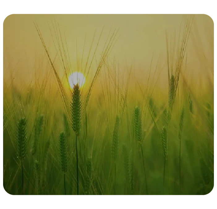 Video-Image