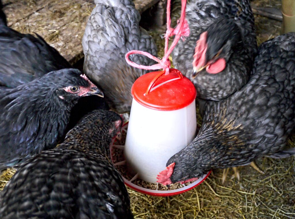 poultry feed additive