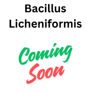 Bacillus licheniformis