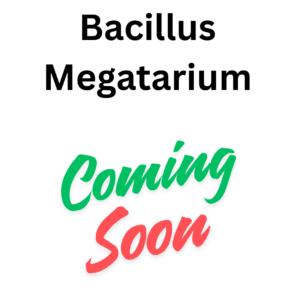 Bacillus Megatarium