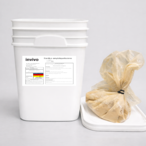 Bacillus amyloliquefaciens