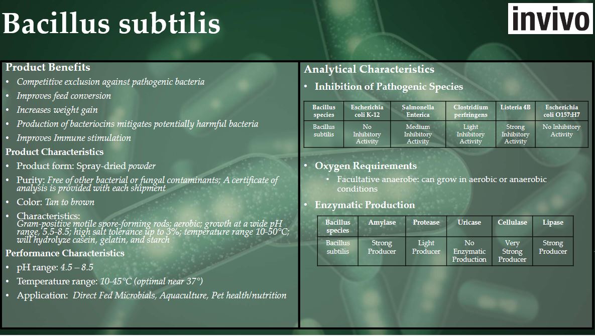 bacilus subtilis description